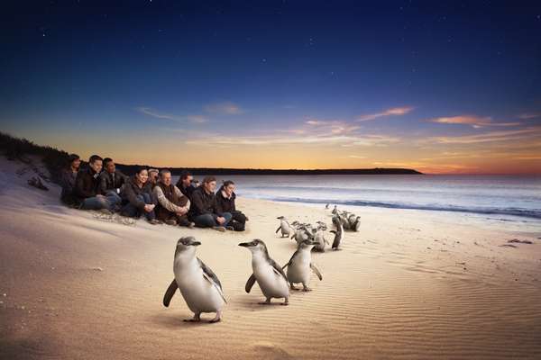 Victoria s Pinguin Parade Azi Magazine