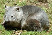 Wombat
