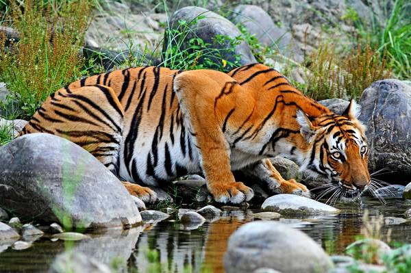 Chitwan National Park
