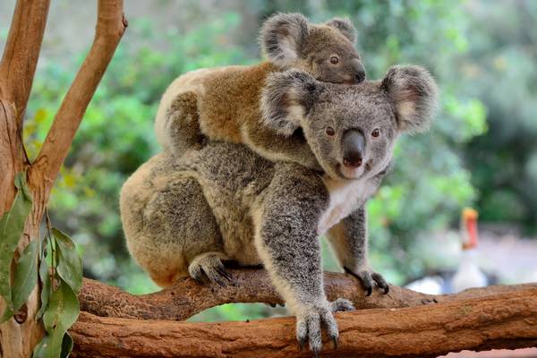 Koala bedreigde diersoor