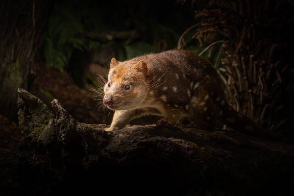 de quoll