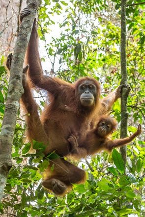 De orang-oetangs van Gunung Leuser
