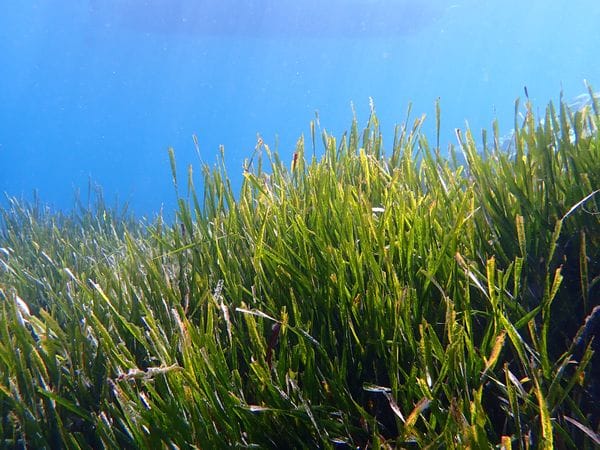 ’s Werelds grootste plant