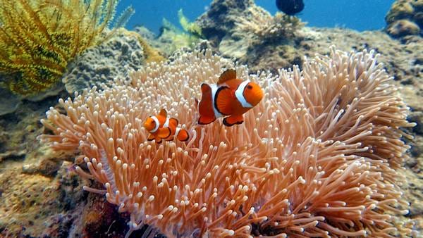 Onderwaterwereld van Sabah