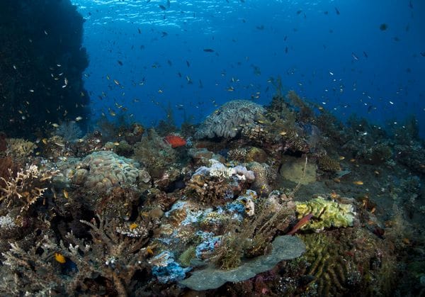 Duiken in Bali