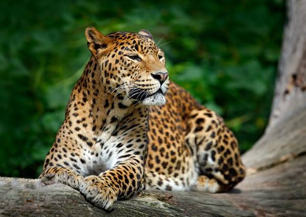 Wild spotten Sri Lanka