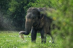 Lahugala National Park