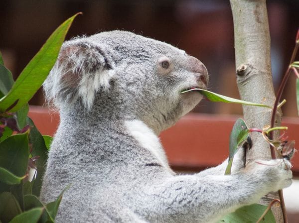 Koalas