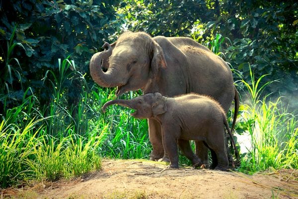 Mother,Elephant,With,Baby