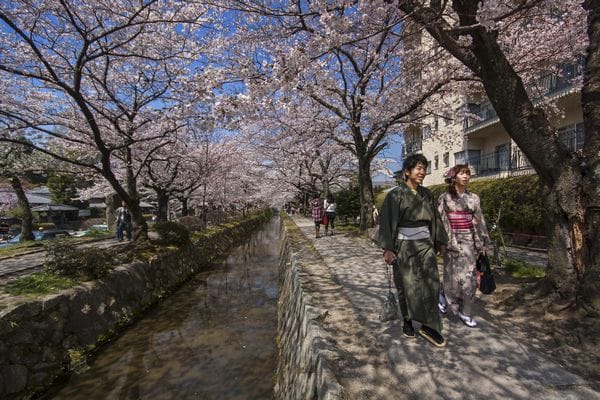 Kersenbloesem-in-Japan-Foto-Sander-Groen-1