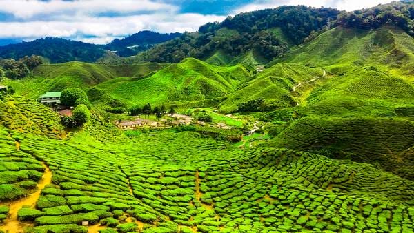 Tea,Plantations,Of,The,Cameron,Highlands,In,Malaysia