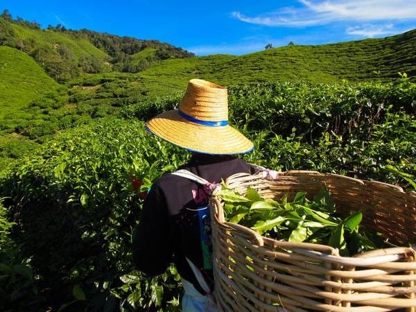 Tea,Worker,Picking,Tea,Leaves,In,A,Tea,Plantation,Cameron