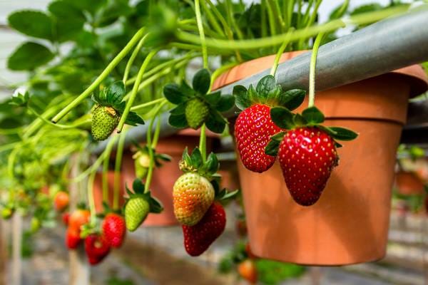 Strawberry,In,The,Pots,,Cameron,Highlands