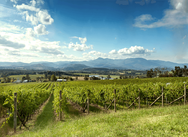 Wijngaarden in de Yarra Valley, Victoria