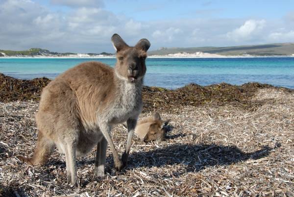 Esperance-Western-Australia-Foto-Jaap-van-Splunter