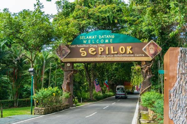 Orang-oetans van Sepilok, Sabah, Maleisië - Foto Shutterstock (1)_600