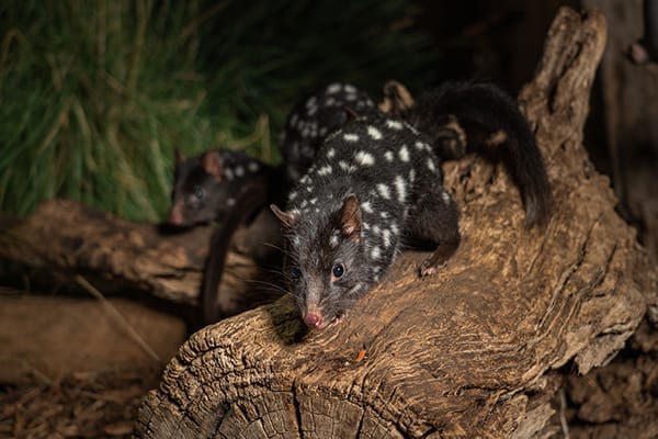 Een close-up van oostelijke buidelmarters