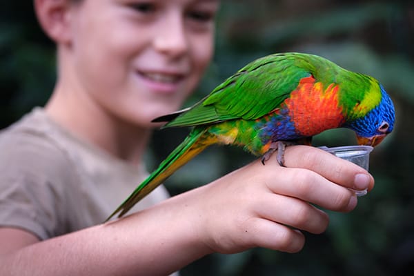 Een jongen voert een papegaai.
