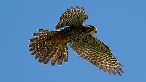 Duikvluchten van Nieuw-Zeelands Vogel van het Jaar