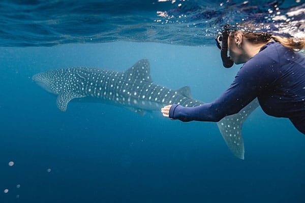 Snorkelen met de walvishaai in Ningaloo Reef, Western Australia