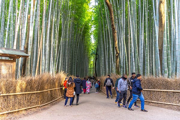 Japans bamboebos Arashiyama