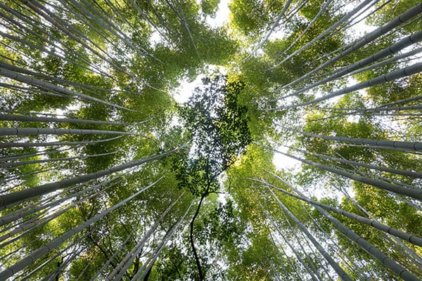 Japans bamboebos Arashiyama